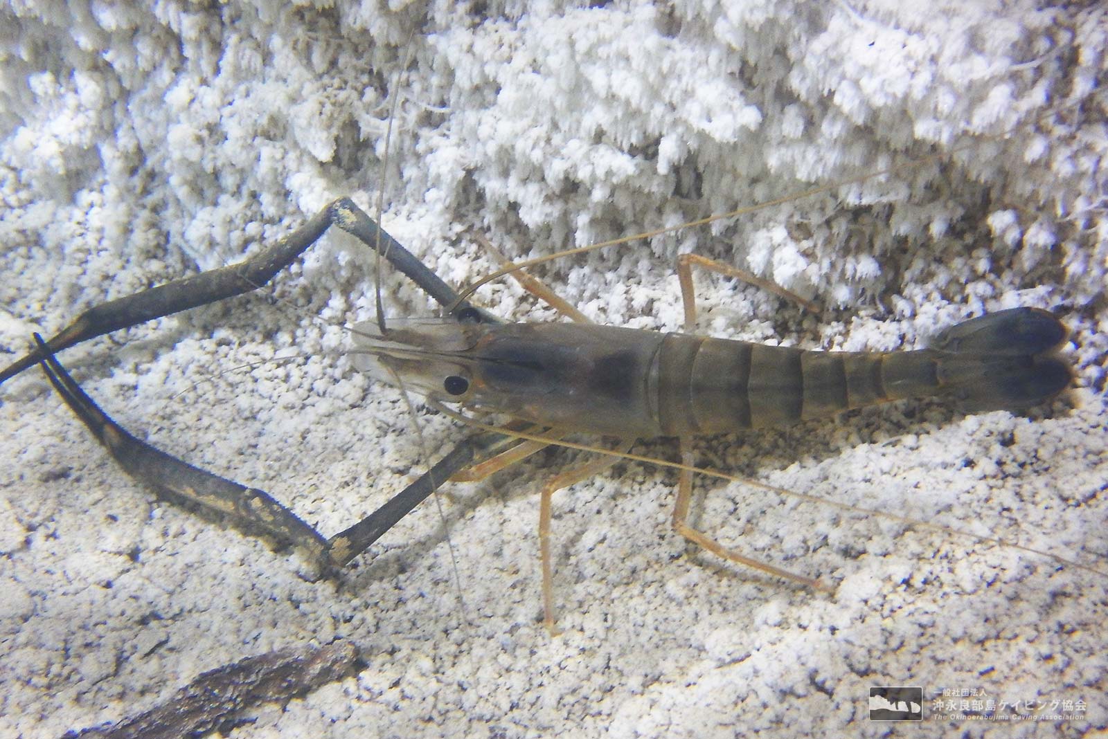 洞窟に適応し生存する生物